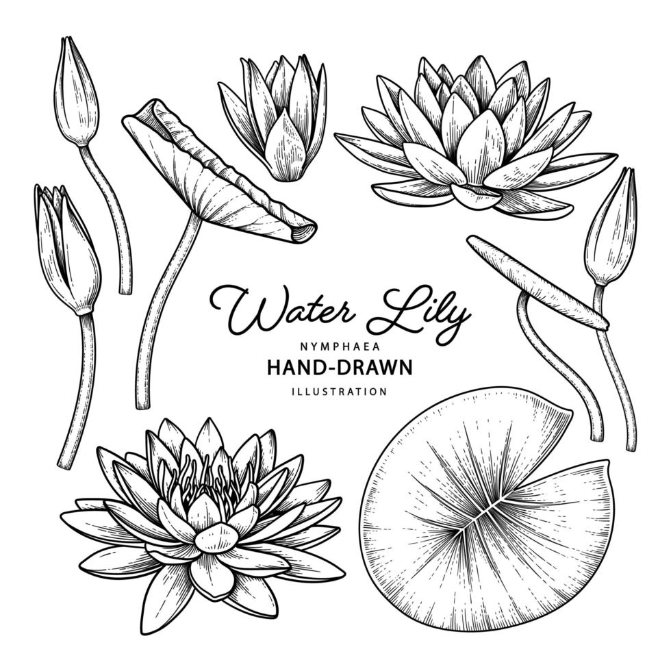 waterlelie bloemtekeningen vector