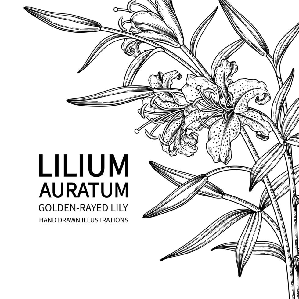 gouden rayed leliebloem of lilium auratum geïsoleerd op een witte achtergrond vector
