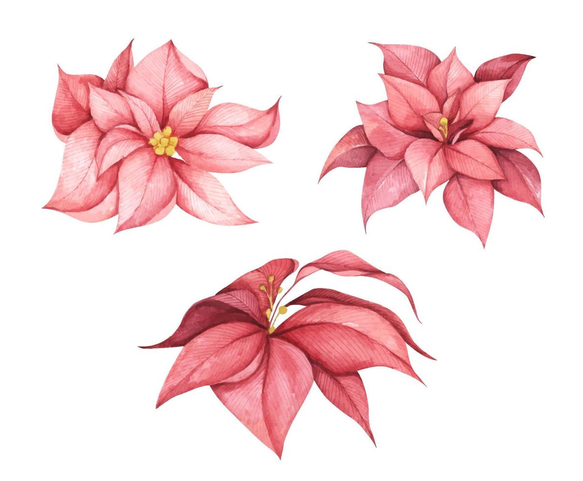 reeks van rood Kerstmis kerstster bloemen. waterverf illustratie. vector