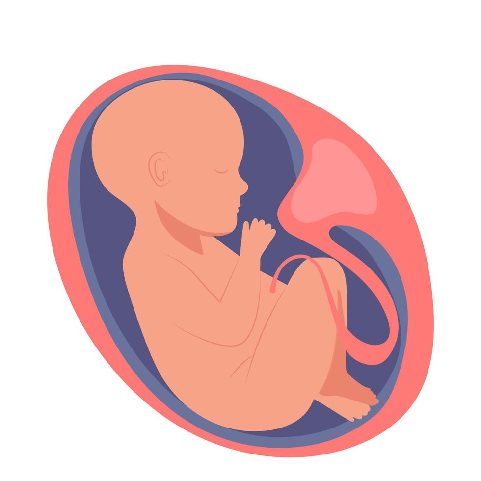 menselijk embryo binnen, zuigeling, klein kind vector
