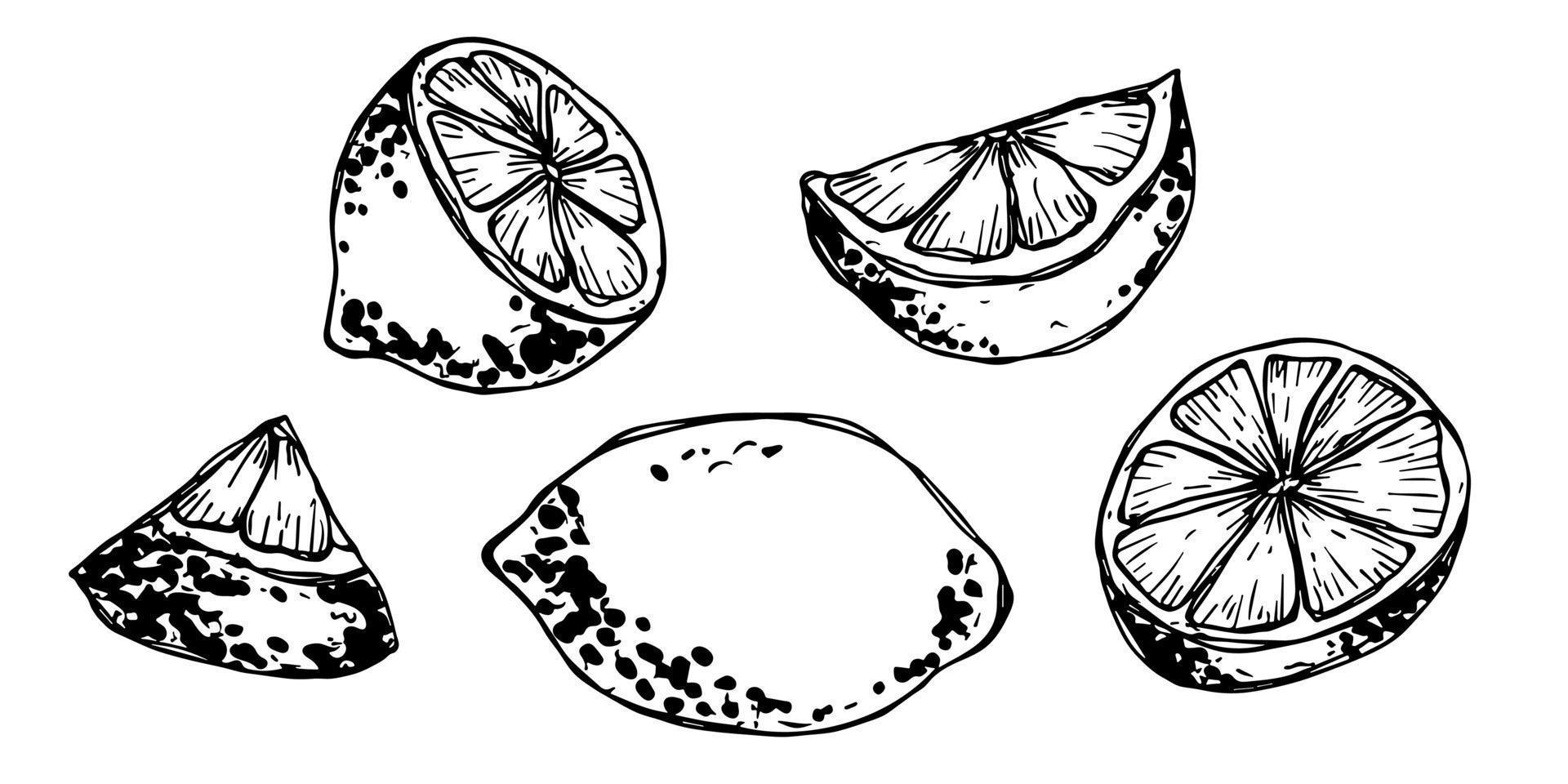 vector citroen clip art. hand- getrokken citrus set. fruit illustratie. voor afdrukken, web, ontwerp, decor