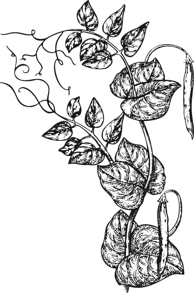vector illustratie bundel van wijn druiven met blad - symbool, icoon, pakket ontwerp element, abstract sier- patroon Aan wit achtergrond. vector illustratie