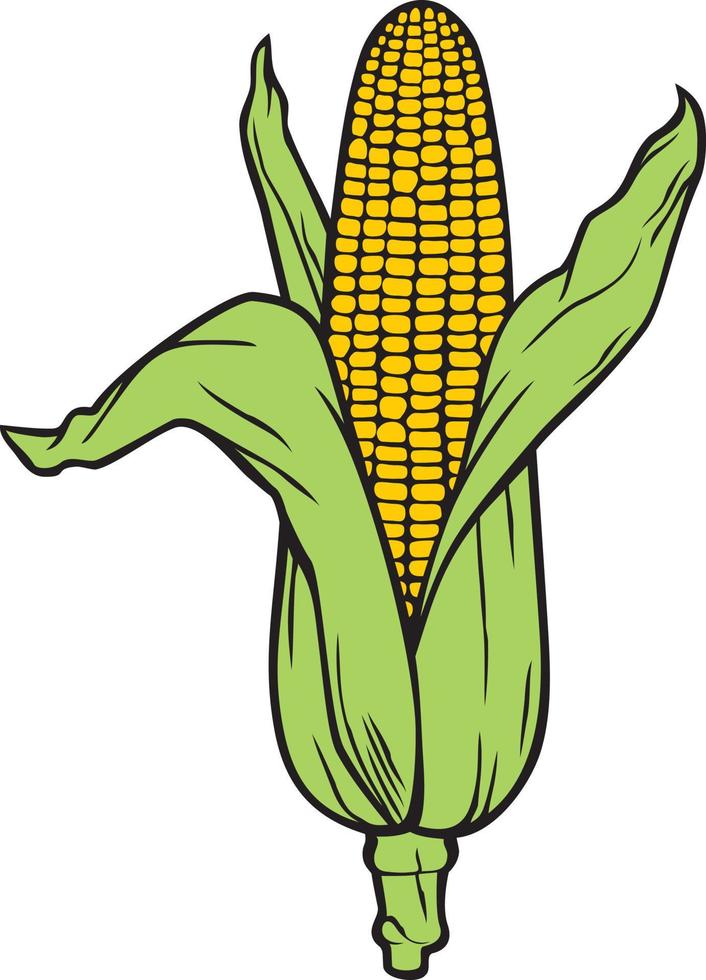 maïs - maïskolf met groen bladeren kleur. vector illustratie.