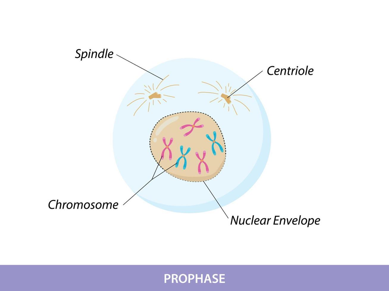 profase. de eerste stadium van mitose vector