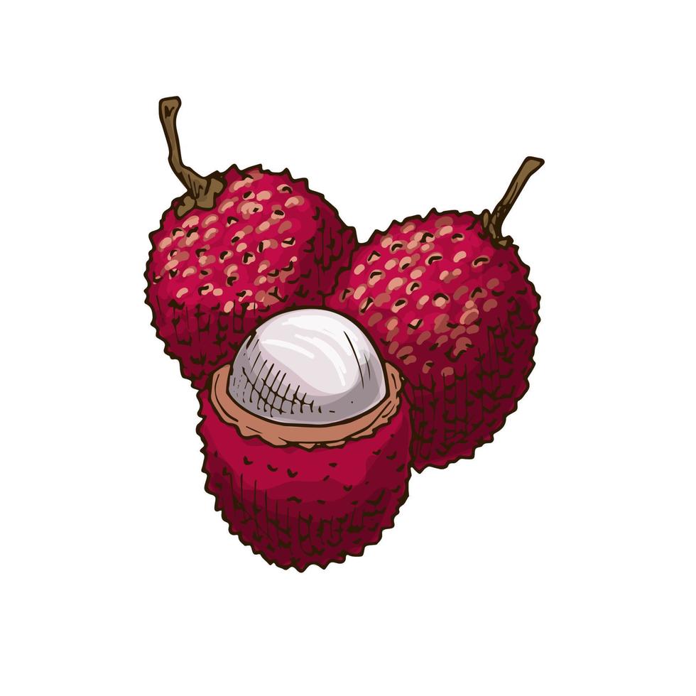 lychee fruit vector schetsen geïsoleerd icoon