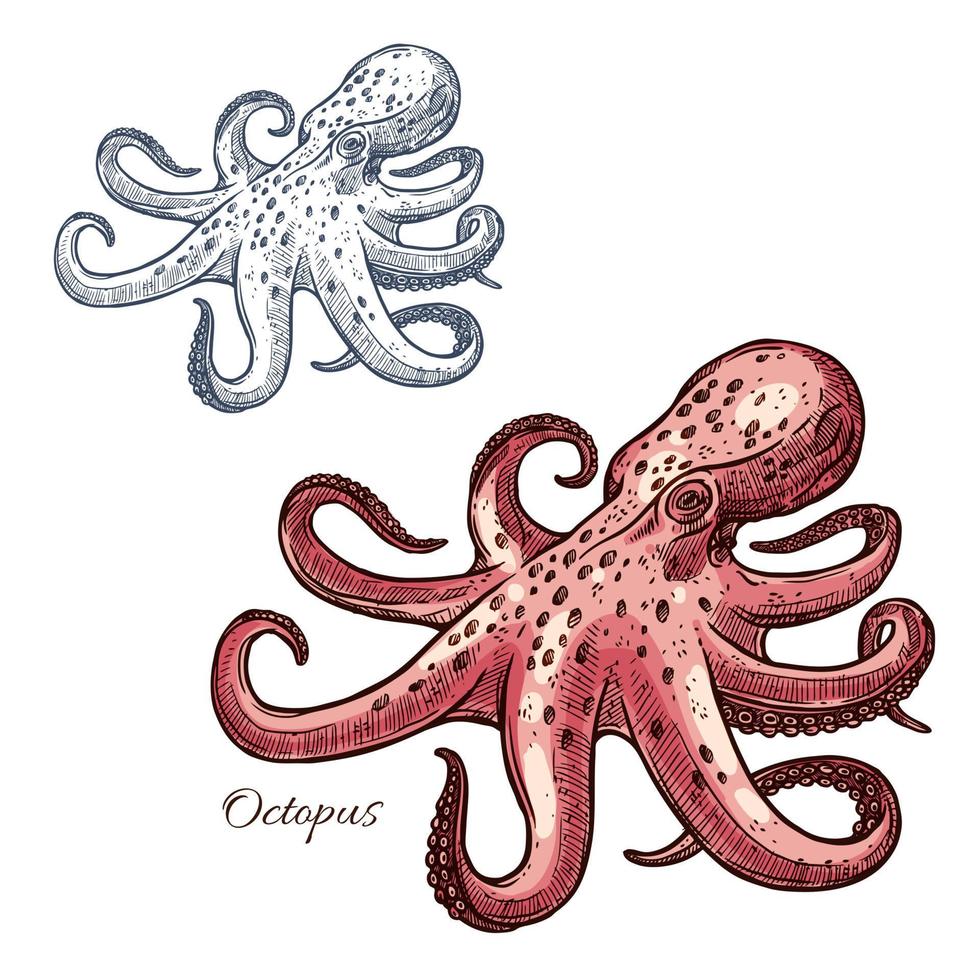 Octopus geïsoleerd schetsen voor zeevruchten ontwerp vector