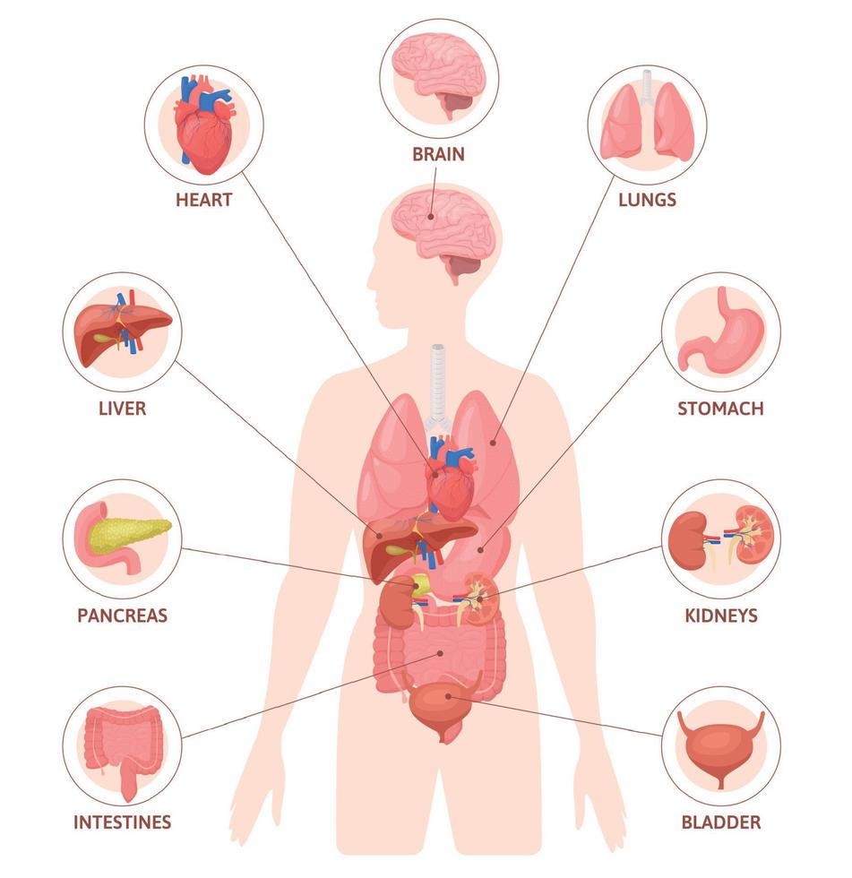 menselijk organen ronde infographics vector