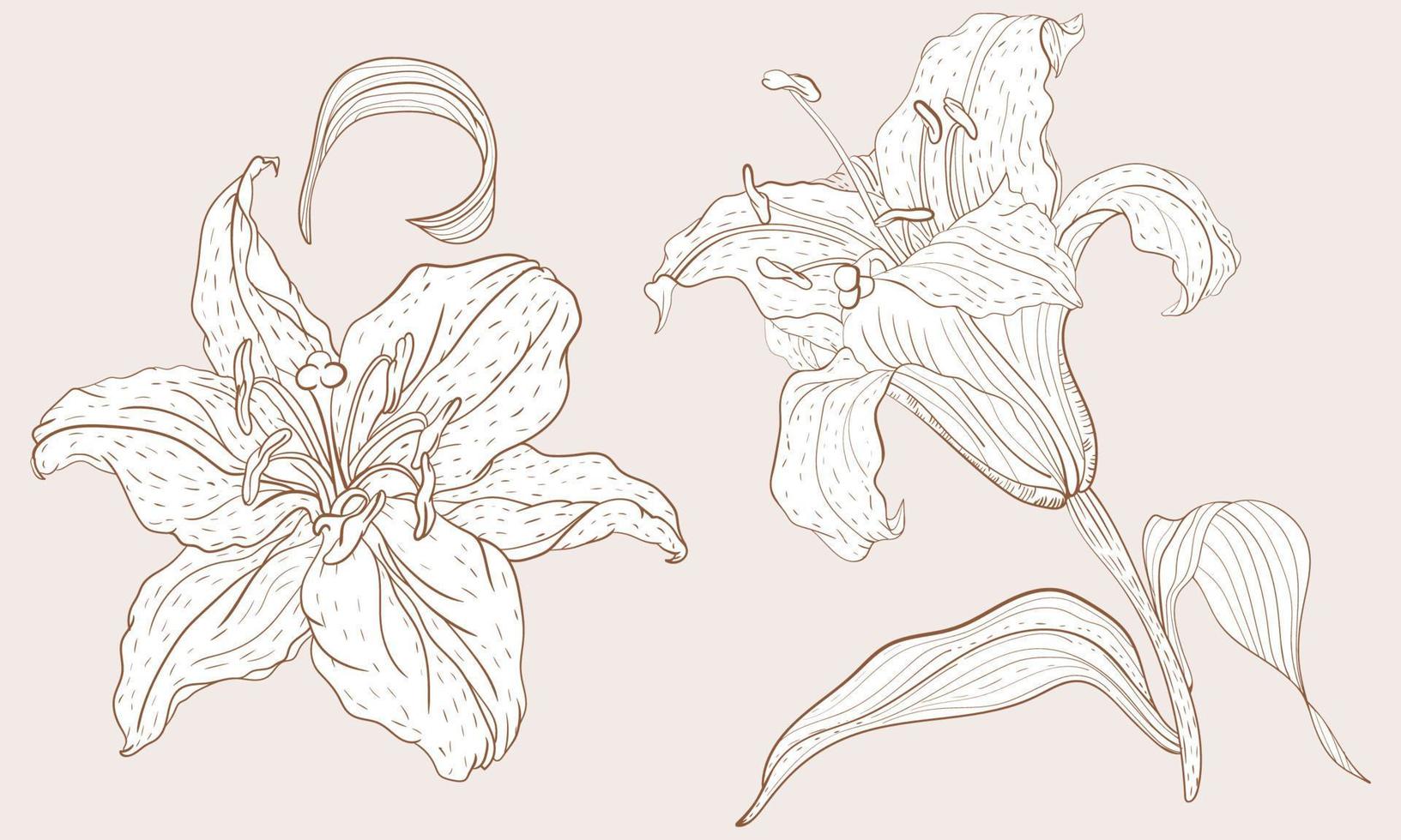 oosters lelie bloeiwijze en stoom- bloem vector