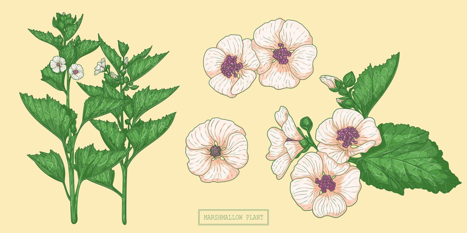 medische marshmallow plant vector