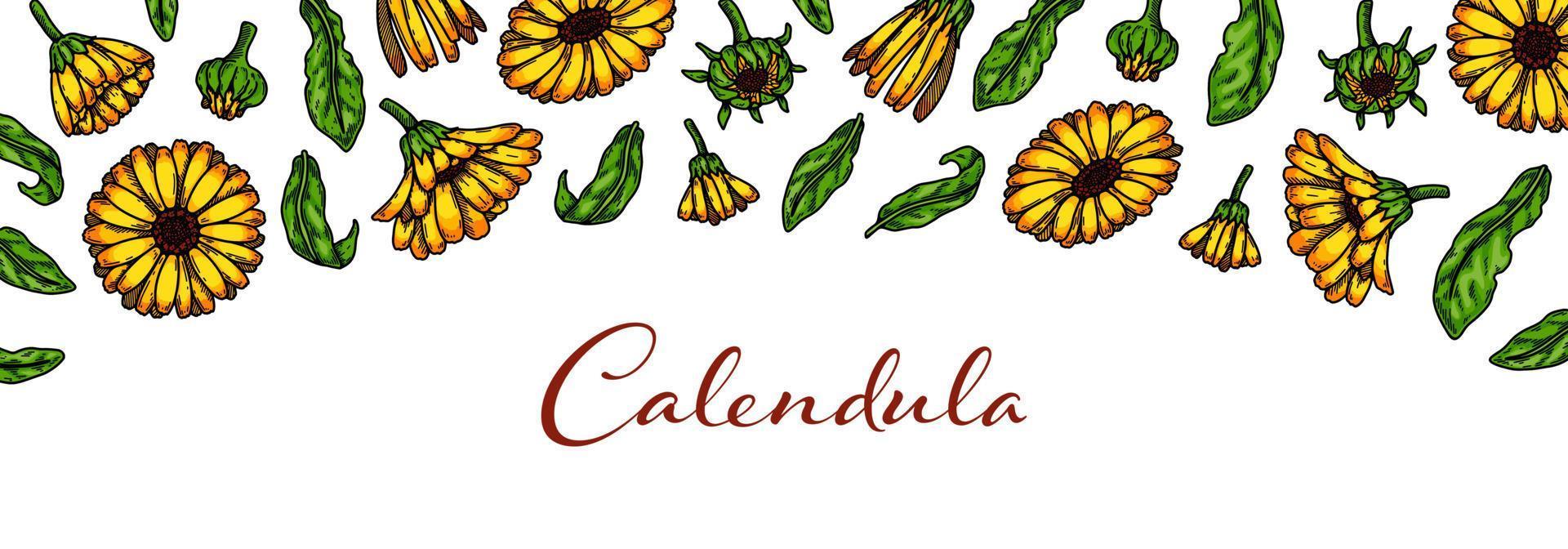 calendula horizontaal achtergrond met hand- getrokken elementen. vector illustratie in gekleurde schetsen stijl. wijnoogst verpakking ontwerp