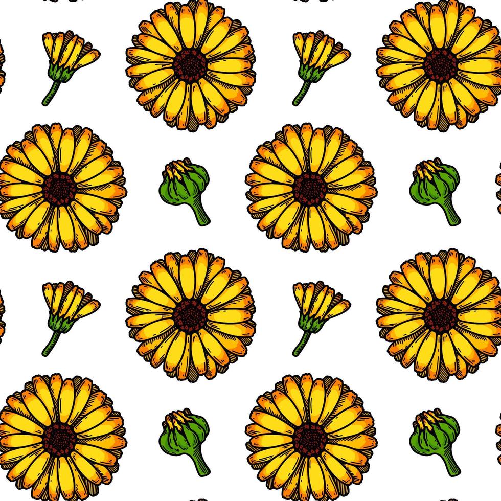 hand- getrokken calendula naadloos patroon. vector illustratie in gekleurde schetsen stijl. plantkunde achtergrond met zomer bloemen