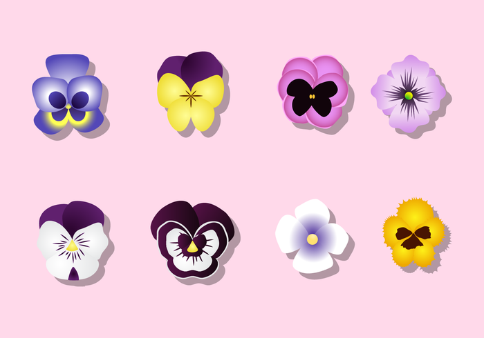 Gratis Pansy Vector