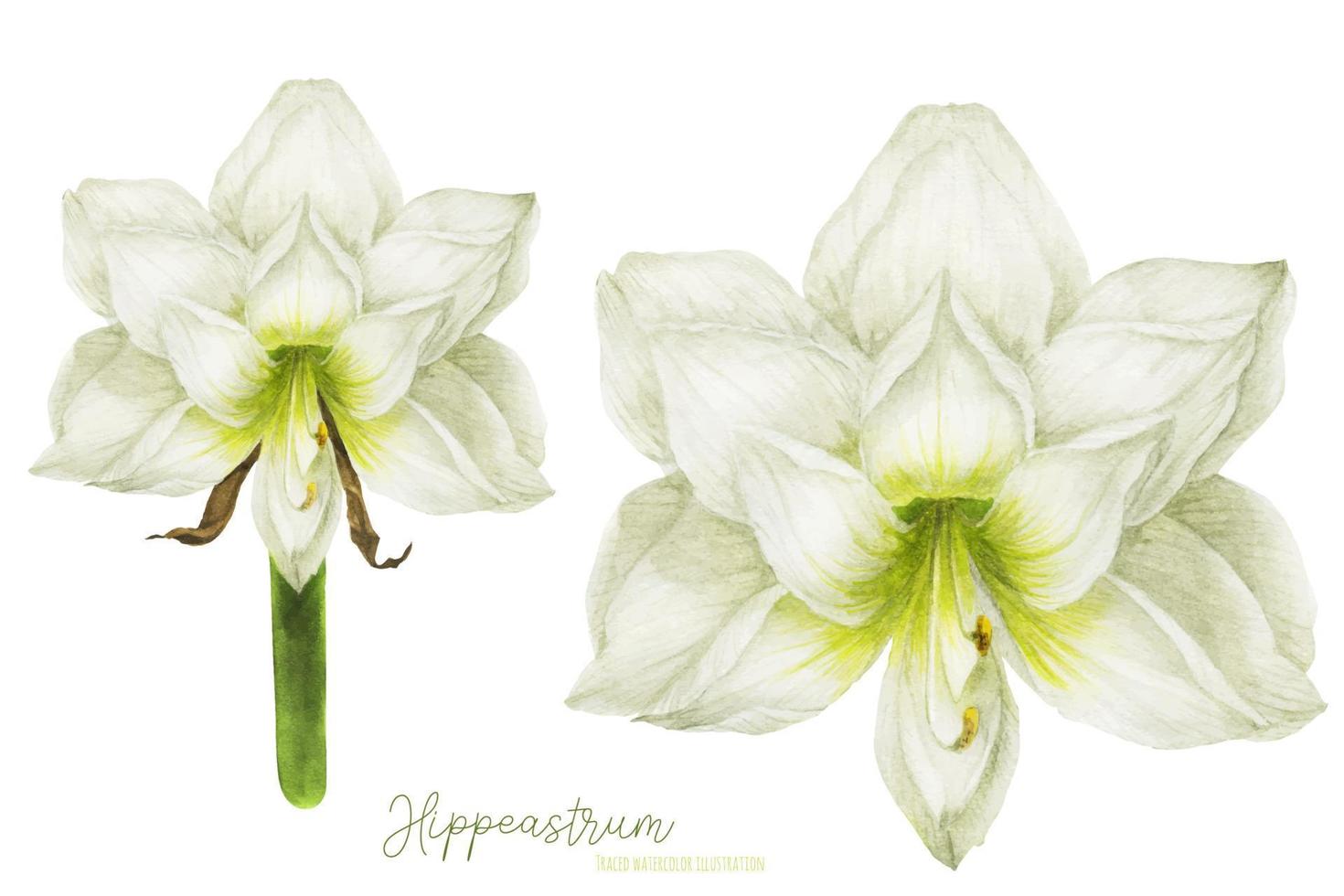 hippeastrum waterverf bloem in voorkant visie vector