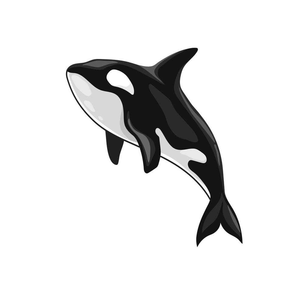 orka moordenaar walvis vector