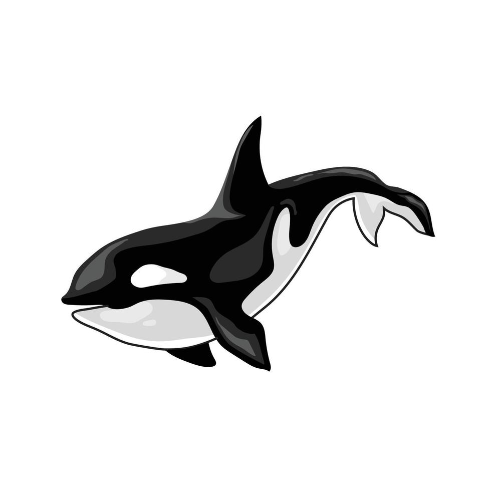 orka moordenaar walvis vector