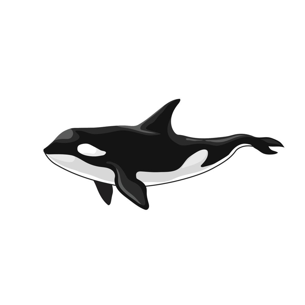 orka moordenaar walvis vector