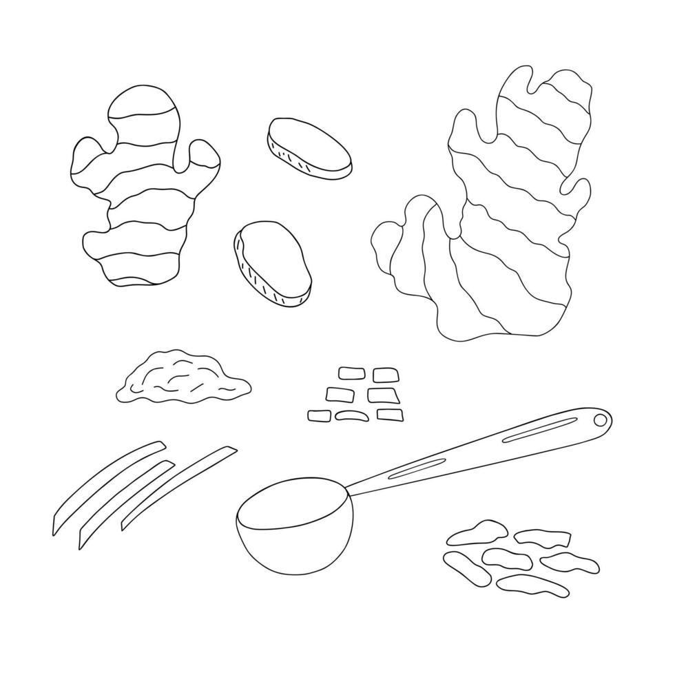 gember wortel, geheel, plakjes en poeder in lepel reeks gemakkelijk schets vector illustratie, Japans traditioneel kruid culinaire ingrediënt