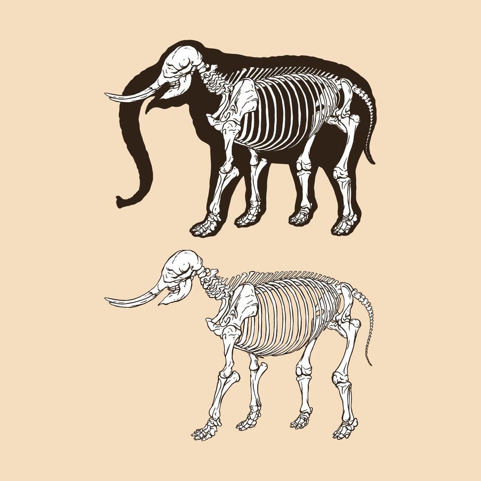 skelet olifant vectorillustratie vector