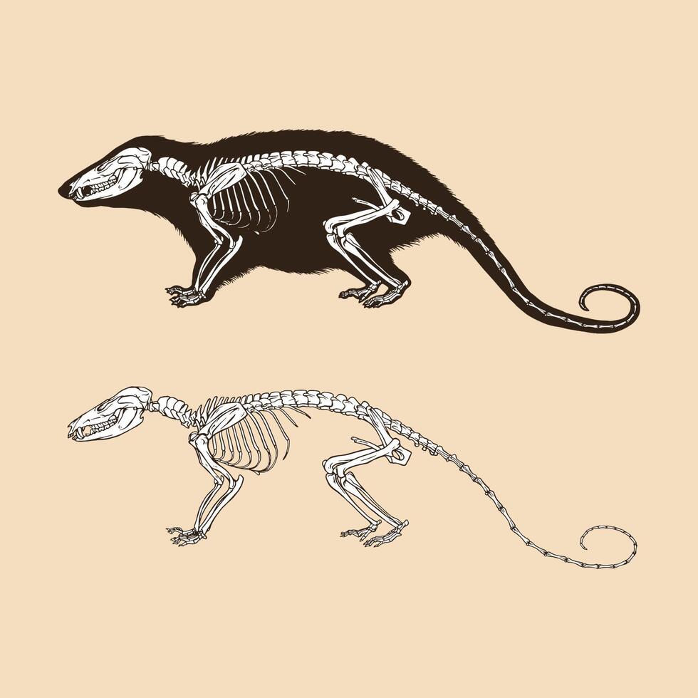 skelet Virginia opossum vectorillustratie vector