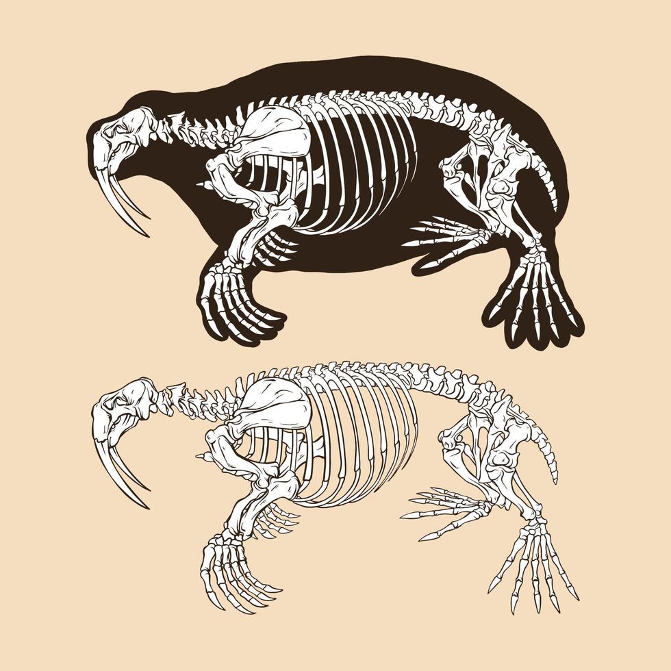 skelet walrus vector illustratie