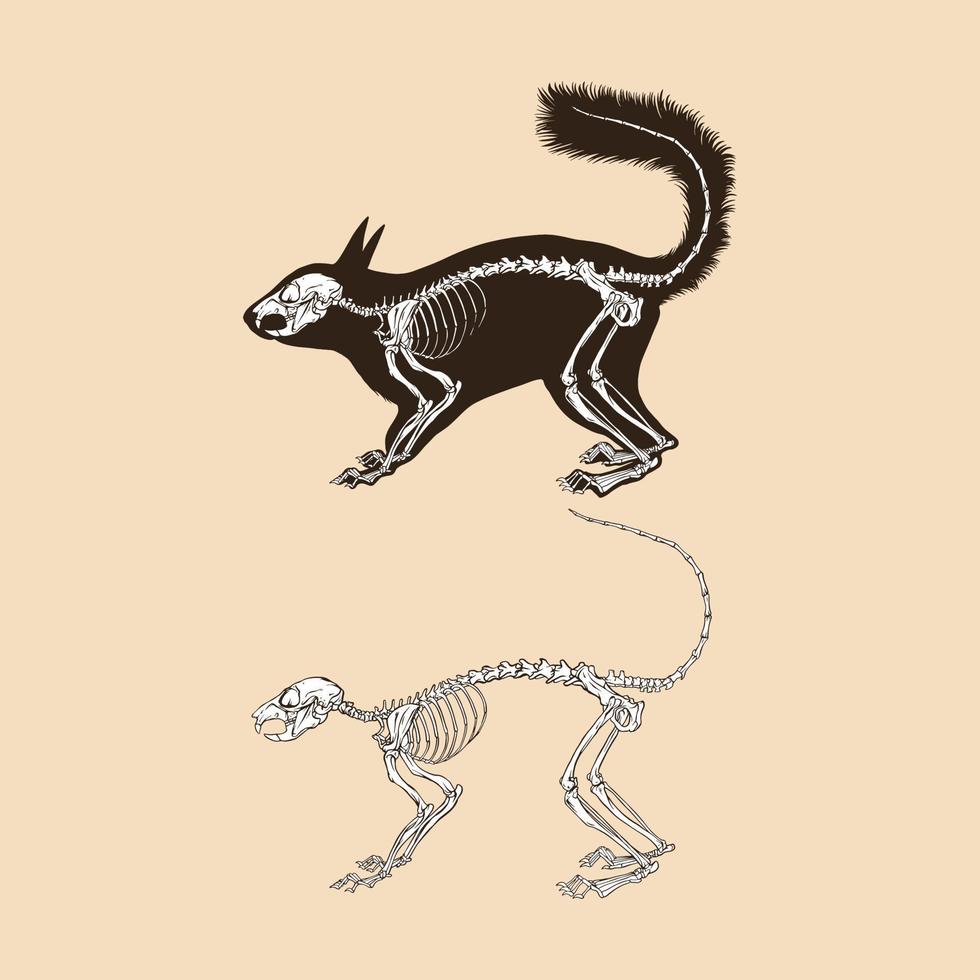skelet eekhoorn vectorillustratie vector