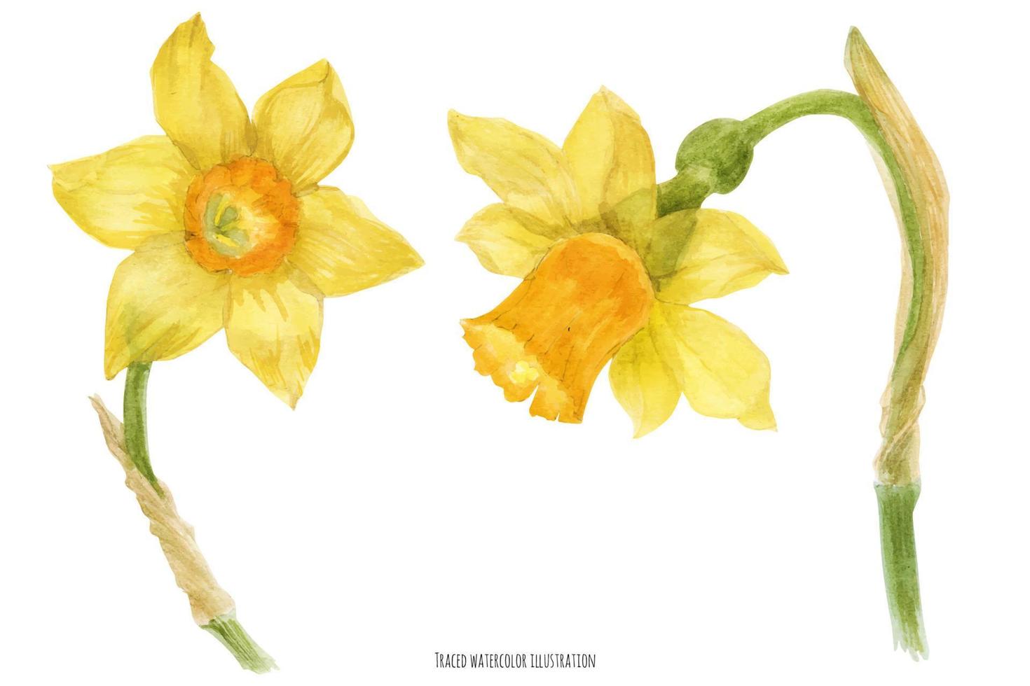 narcis narcis gele bloemen vector