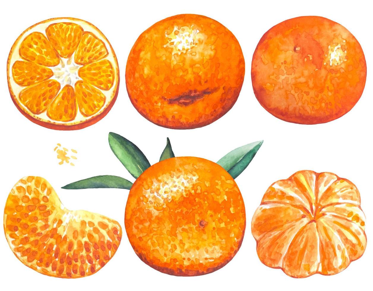 reeks van mandarijnen, waterverf vector