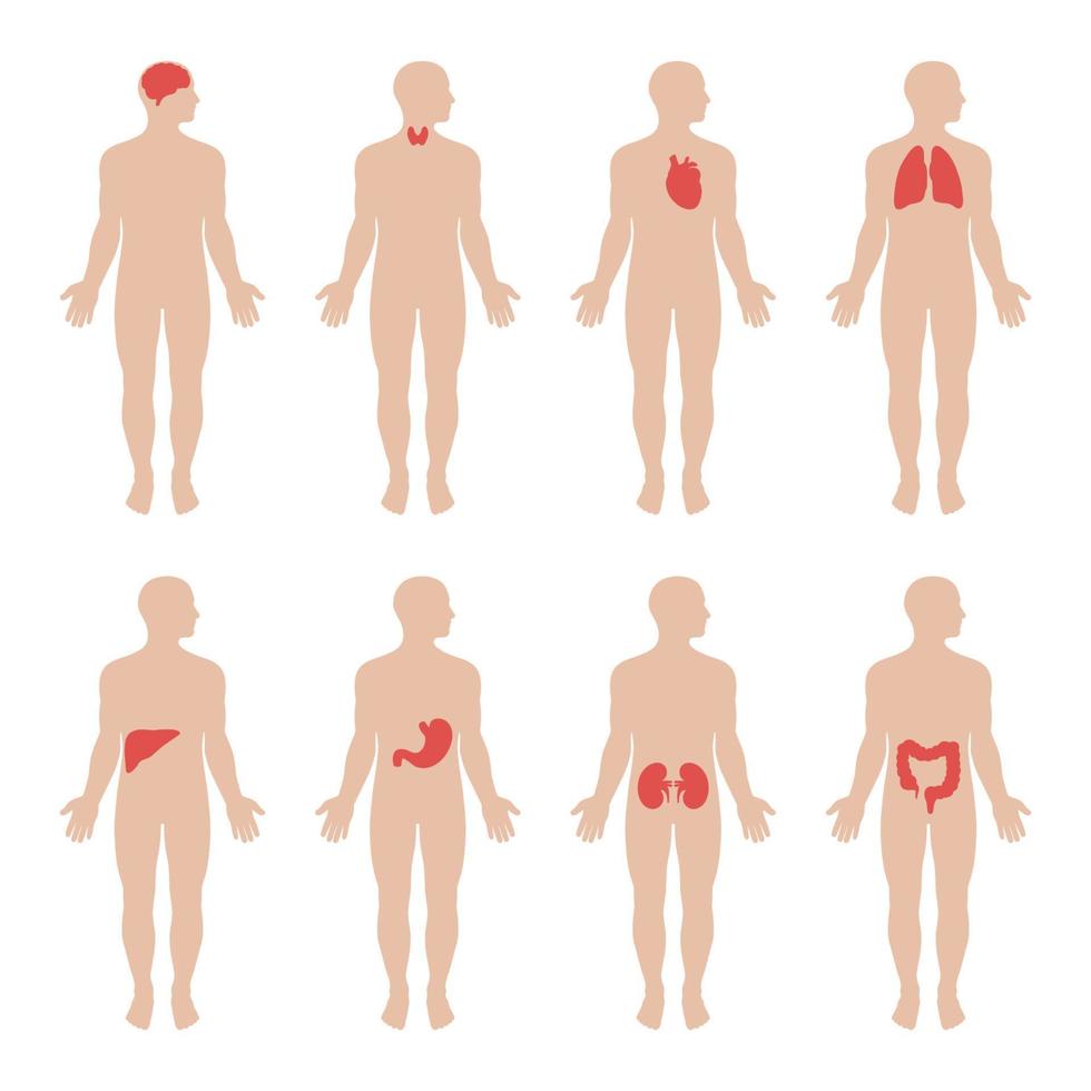 menselijk anatomie met intern organen vector