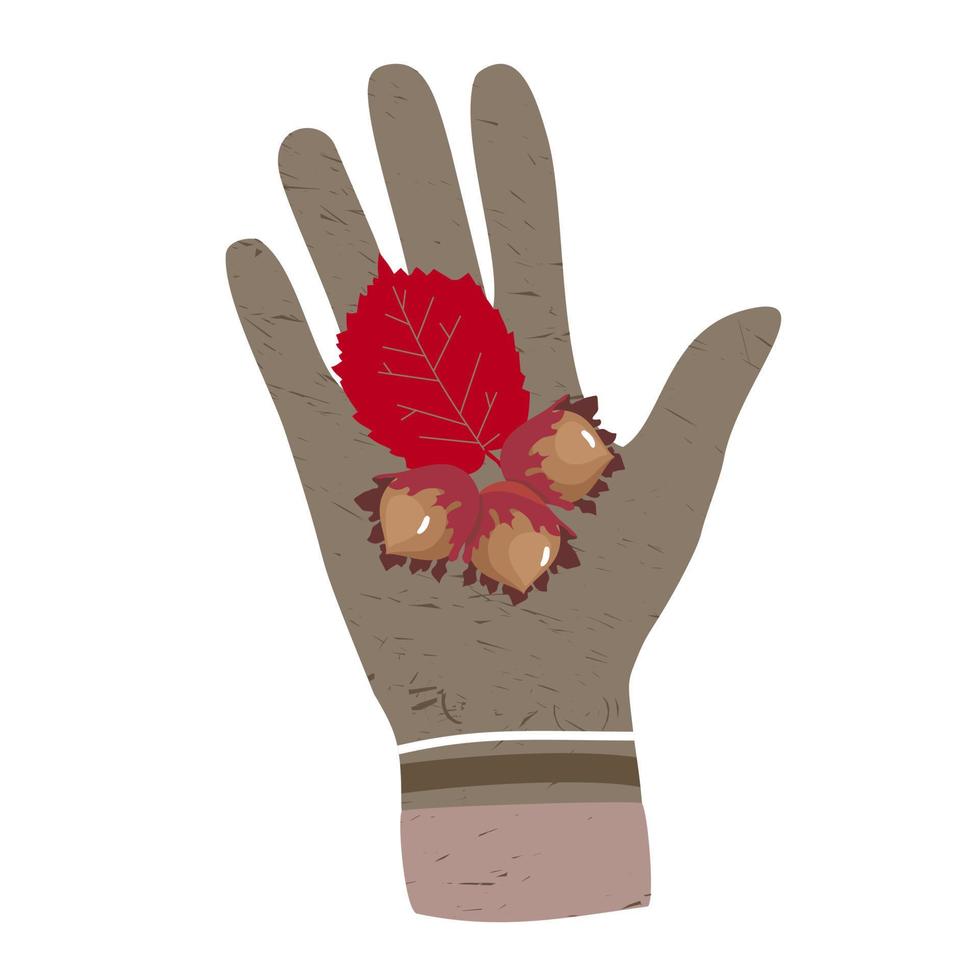 hand- in een wollen handschoen met herfst hazelnoten. vector