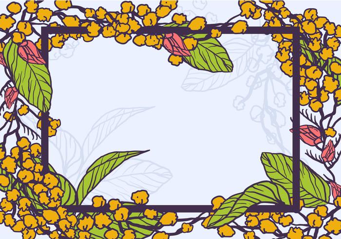 Gele Mimosa Bloemen Als Een Frame Vector