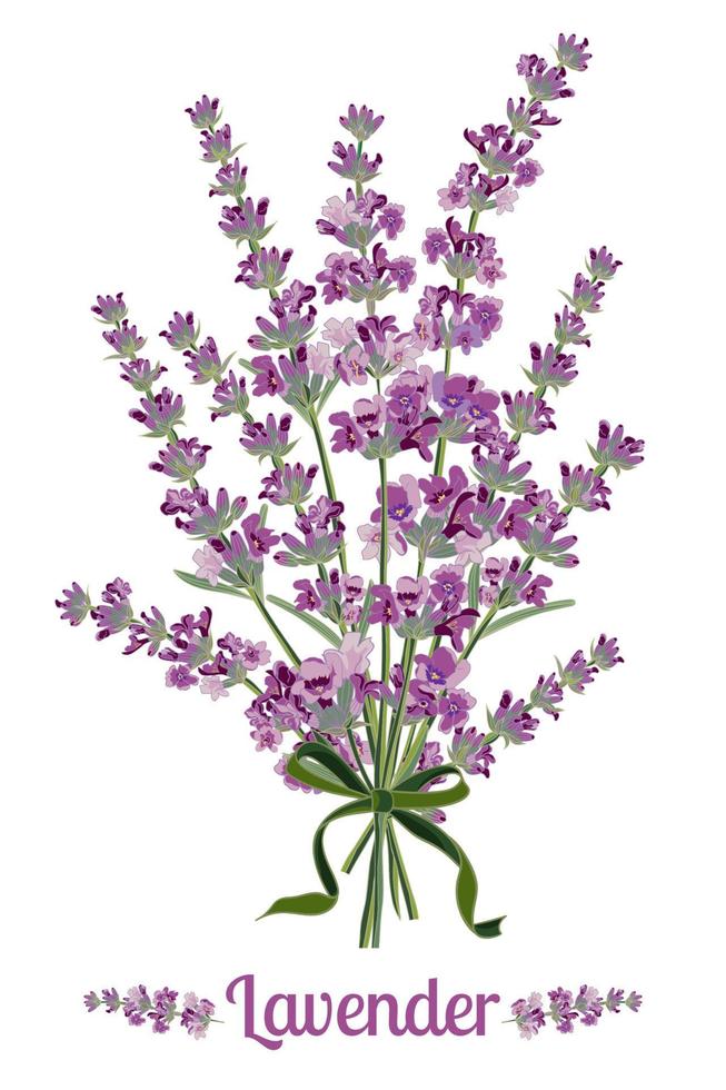 lavendel bloem Aan wit achtergrond. kleurrijk wijnoogst vector illustratie