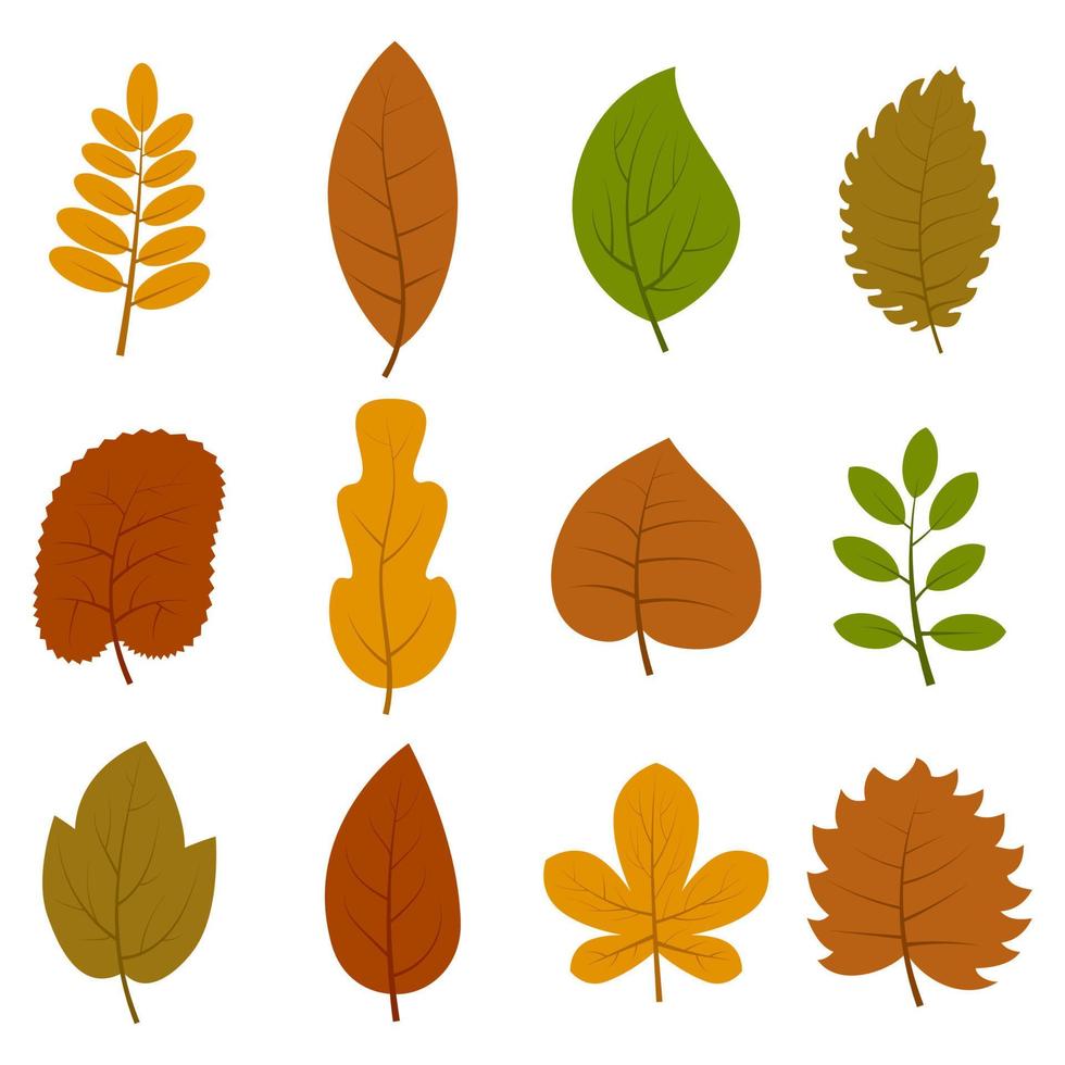 reeks van twaalf verschillend herfst bladeren geïsoleerd Aan wit achtergrond. vector illustratie.