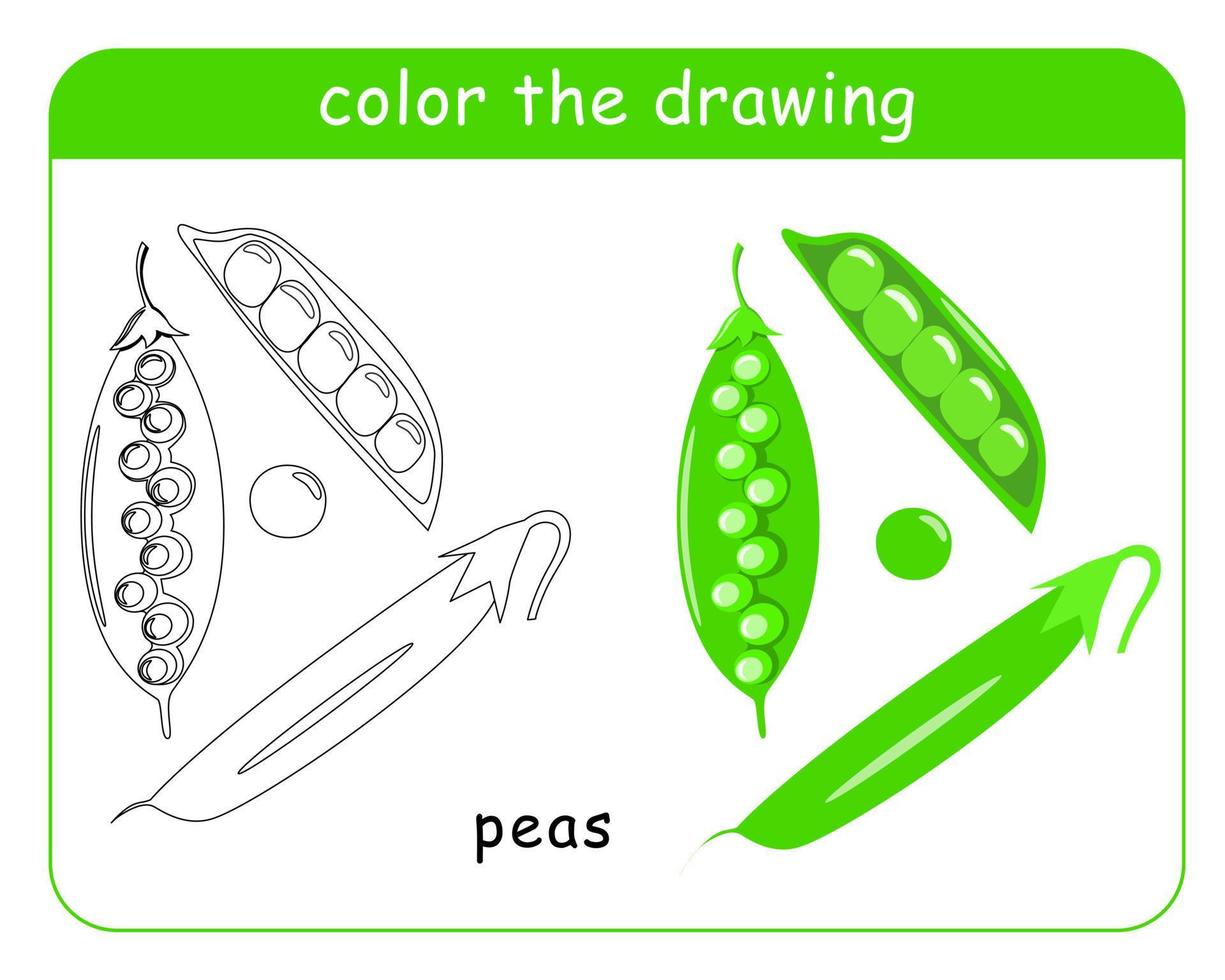 kleur boek voor kinderen. een reeks van groen erwten in kleur en zwart en wit. vector