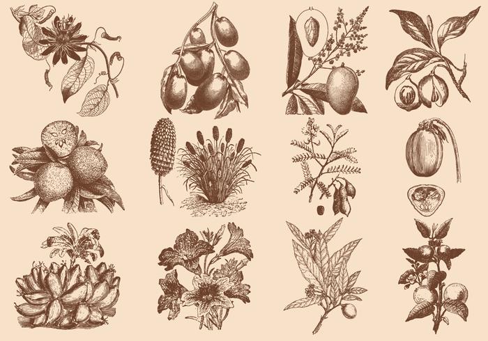 Bruine Fruit En Bloem Illustratie vector