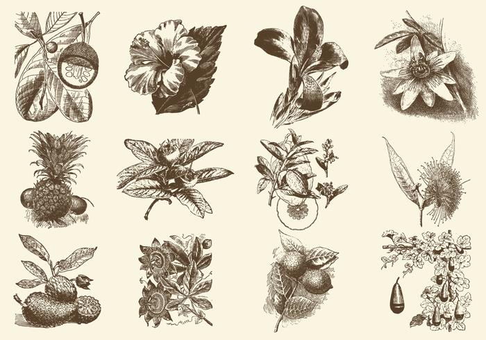 Sepia Fruit En Bloem Illustratie vector