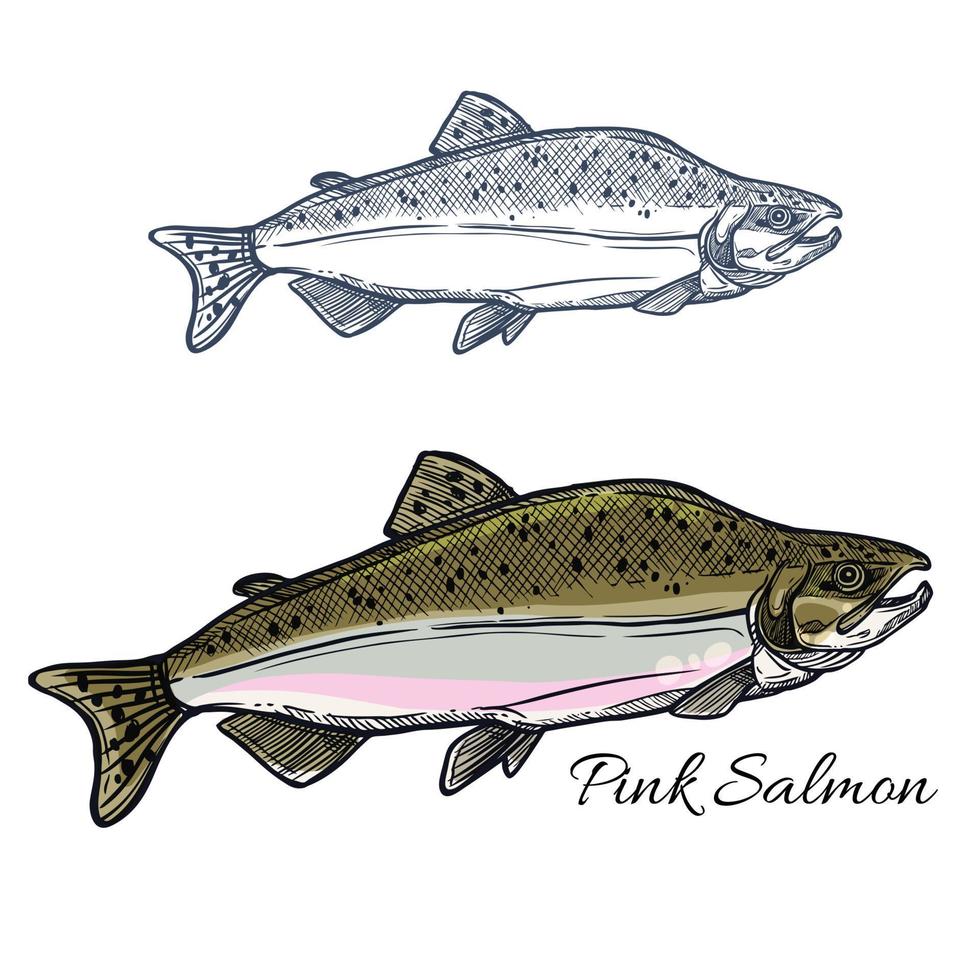 Zalm vis schetsen voor zeevruchten en visvangst ontwerp vector