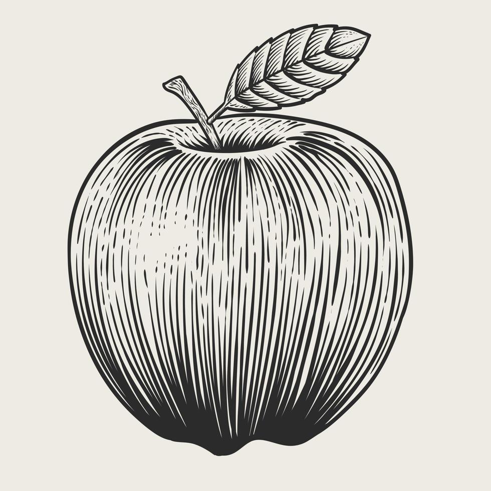 illustratie wijnoogst zwart en wit appel fruit met gravure stijl Aan wit achtergrond vector