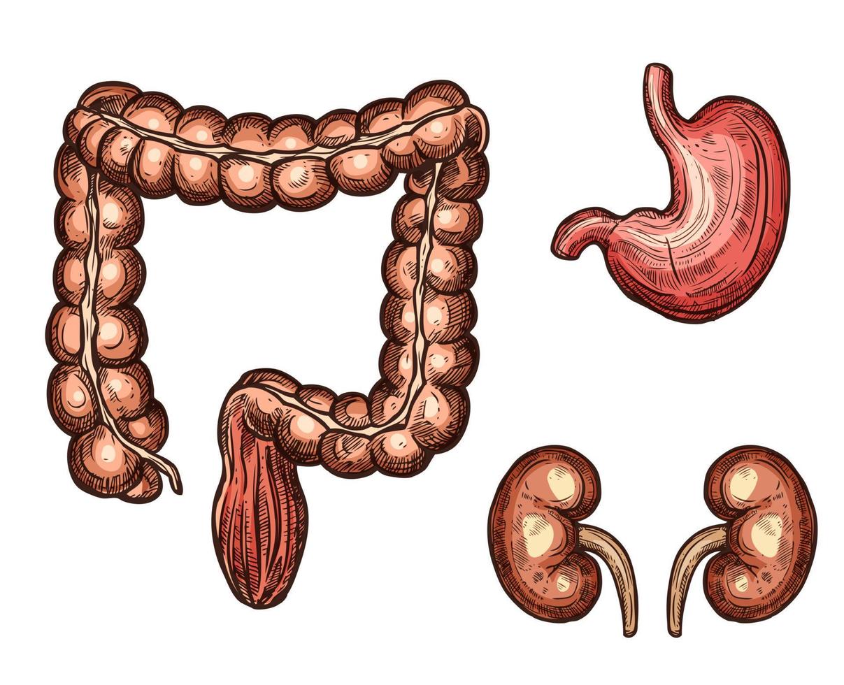 menselijk organen milt nier slokdarm vector schetsen