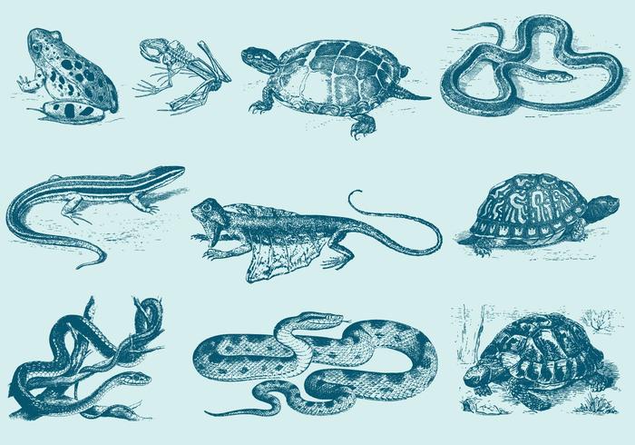 Blauwe Reptiel Illustraties vector