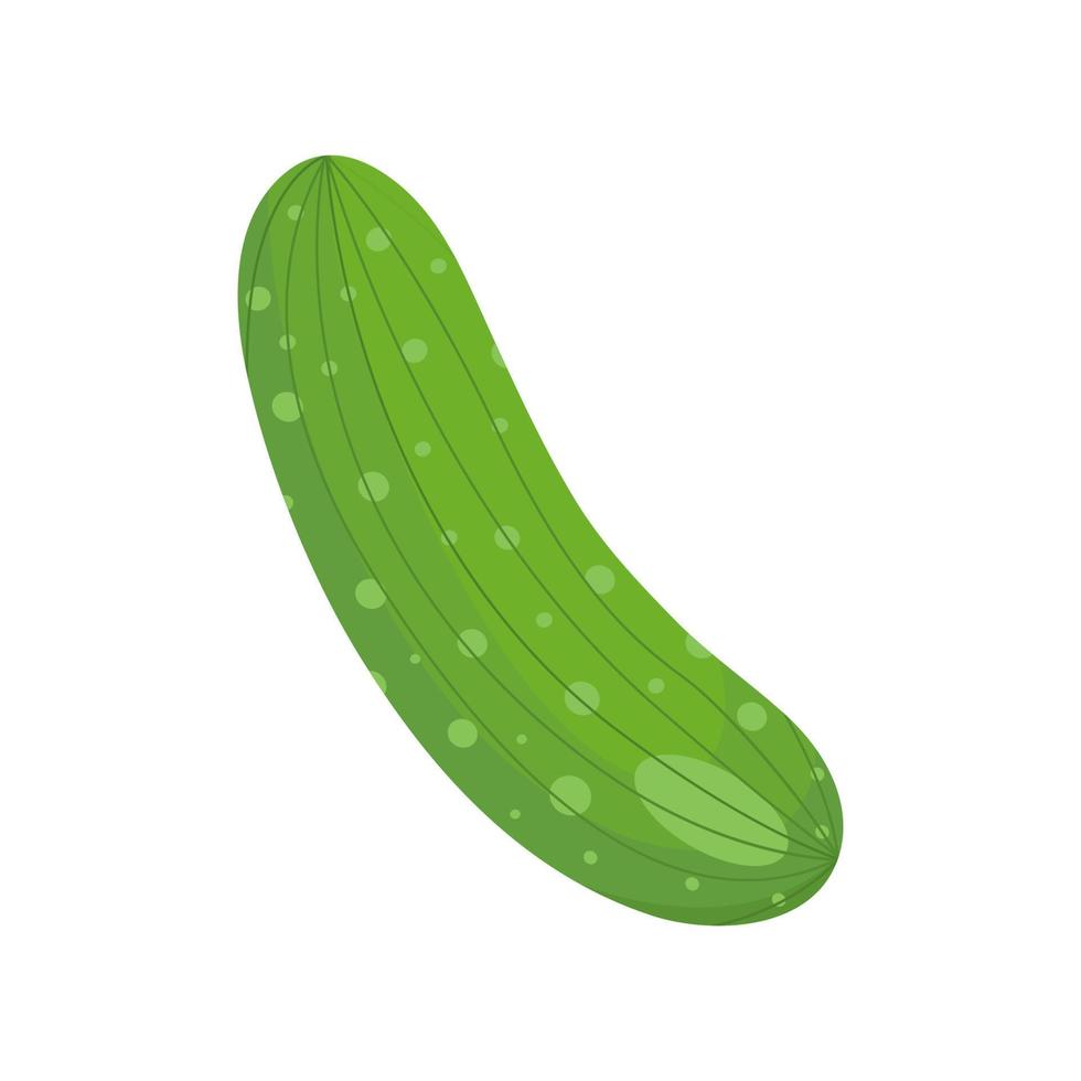 realistisch komkommer geïsoleerd Aan wit achtergrond vector