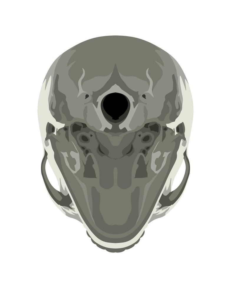 schedel in verschillende projecties vector