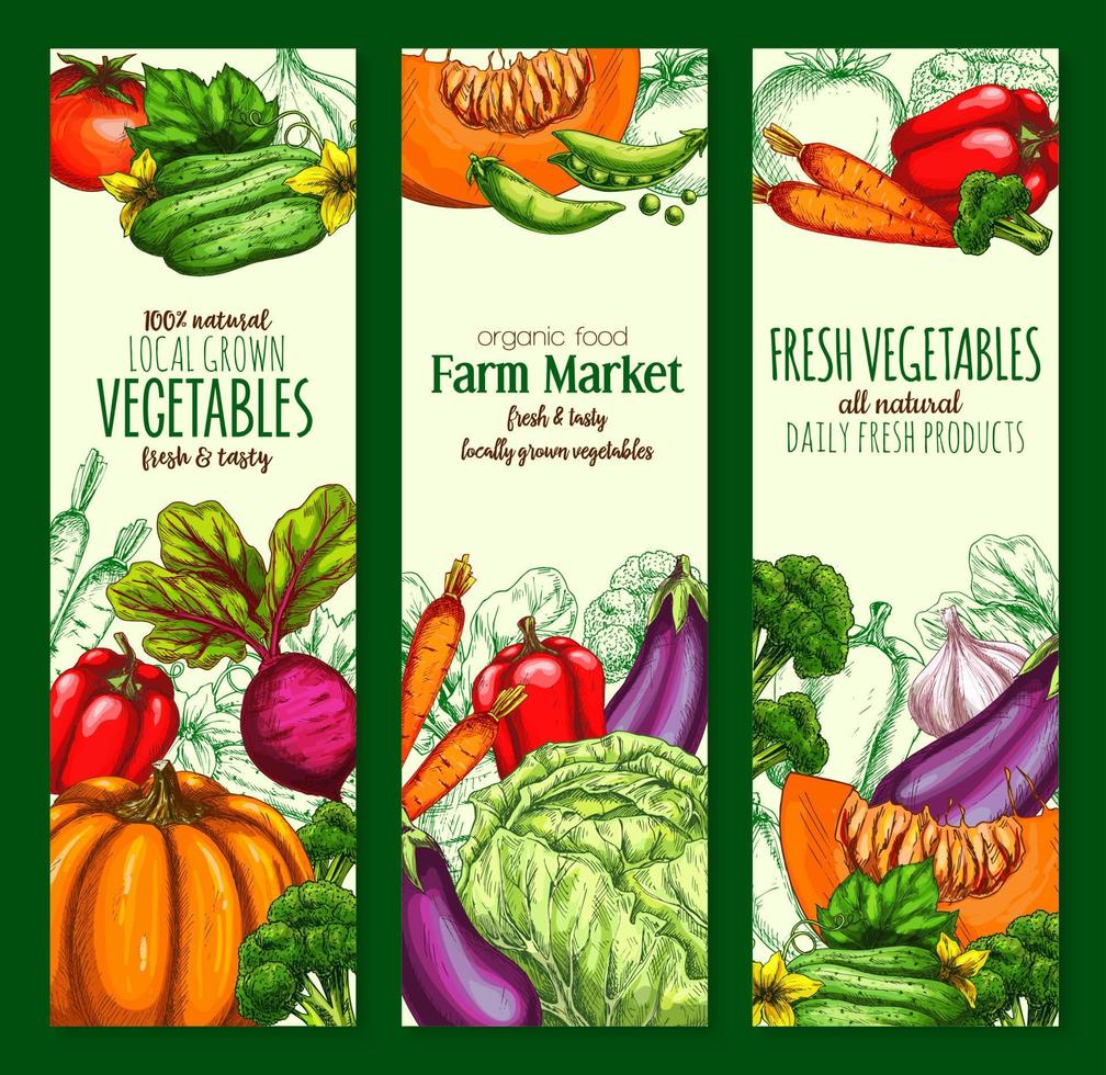 groente, biologisch boerderij groenten schetsen banier reeks vector
