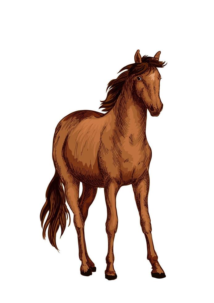 paard van Arabisch ras schetsen met bruin merrie vector