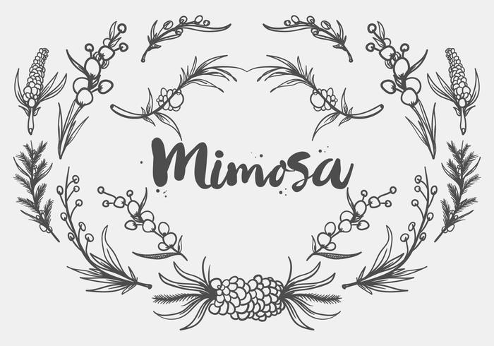 Vrije Handgetekende Mimosa Plant Vector