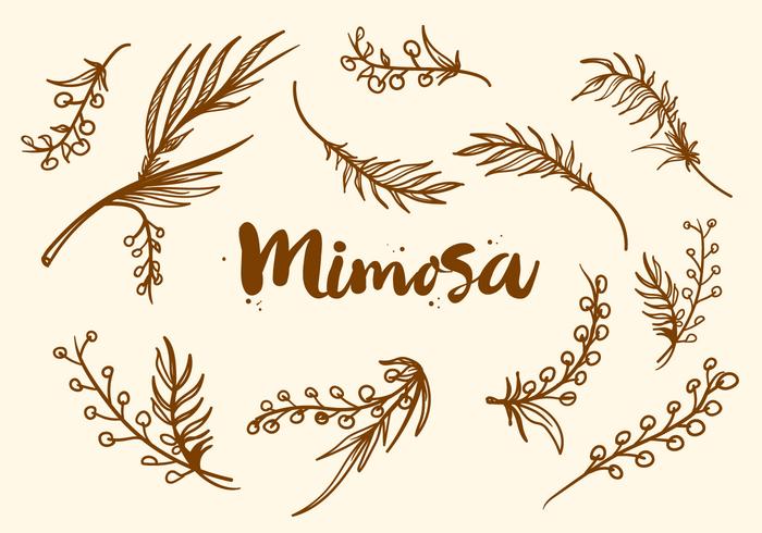 Vrije Handgetekende Mimosa Plant Vector