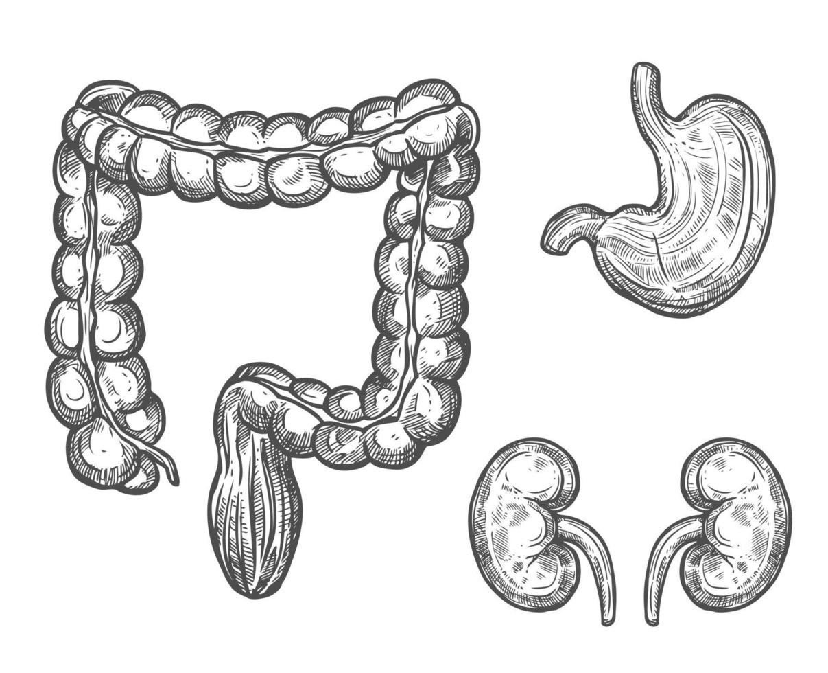 menselijk orgaan anatomie schetsen voor geneeskunde ontwerp vector