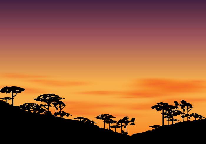 Silhouet Van Araucaria In De Middag Met Zonsondergang Hemel vector