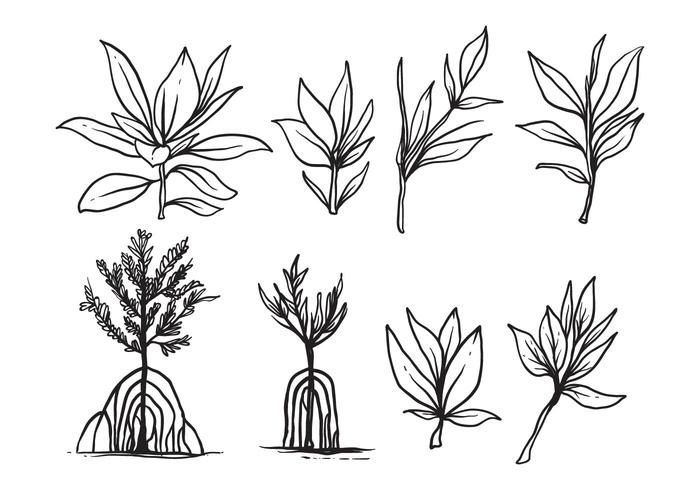 Vrije Hand Getekende Mangrove Vector