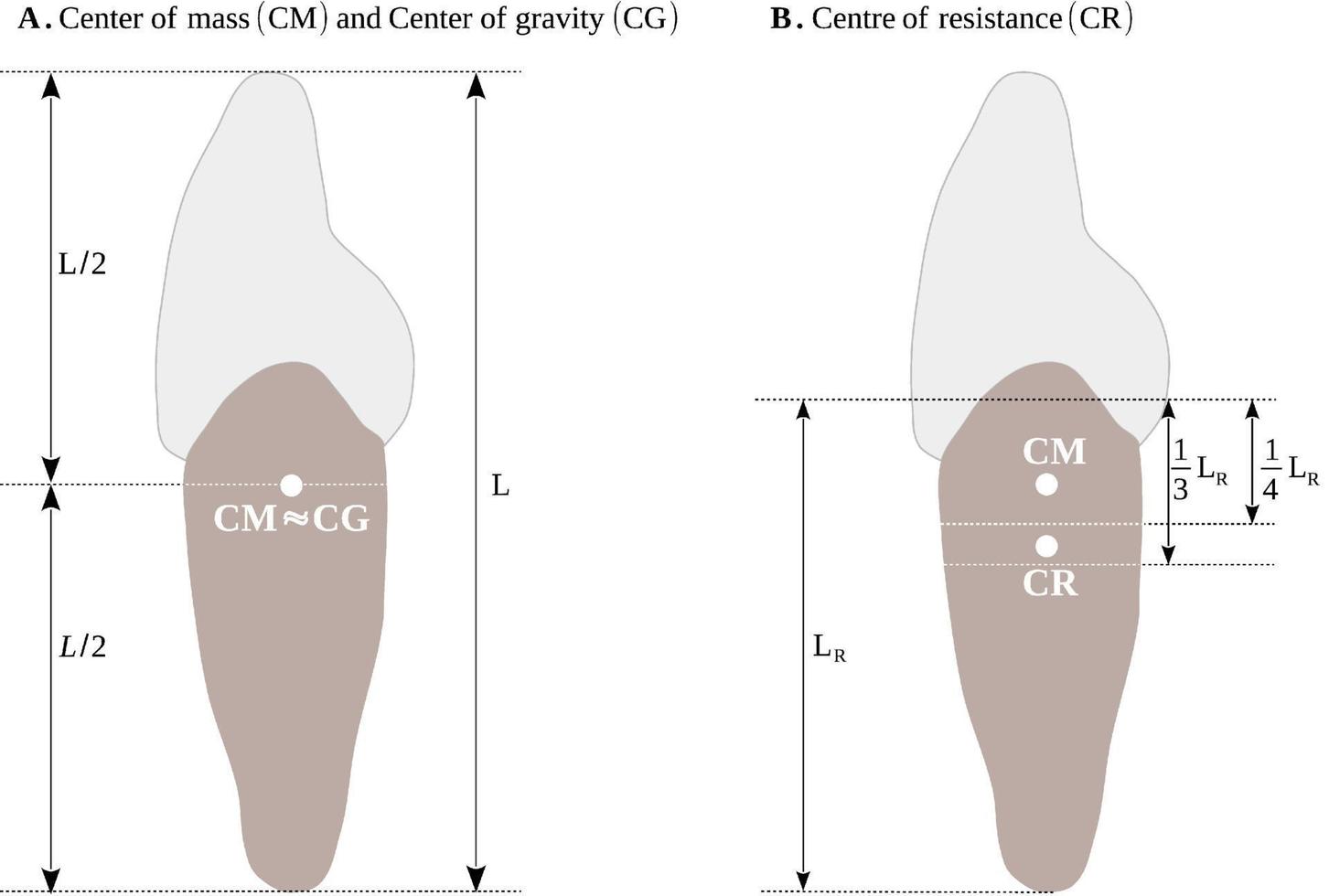 locaties van de centra van massa, zwaartekracht en weerstand van de tand vector