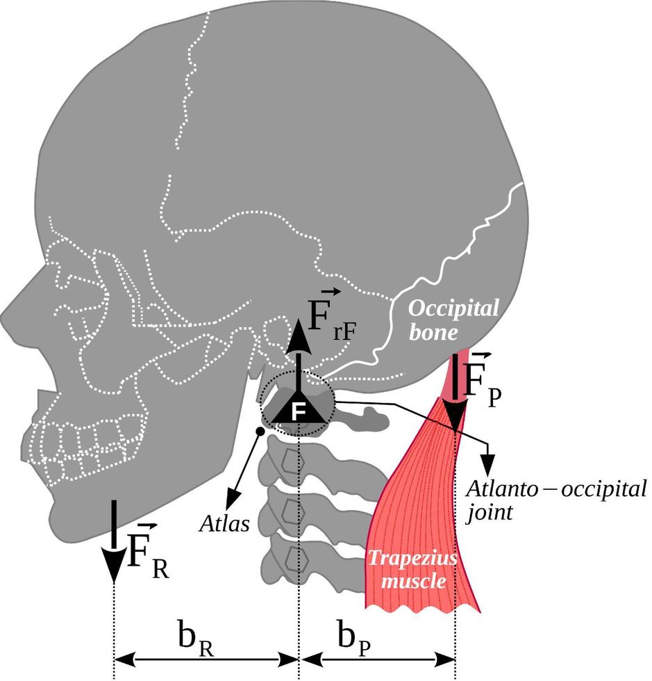 de atlanto-occipitale gewricht, hoofd gewicht en trapezius spier het formulier een eerste klasse hefboom vector